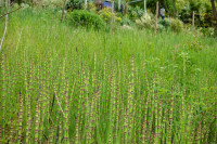 /album/philemons-garten-9-mai-2026/philemons-garten-09-05-2026-16-jpg/